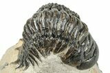 Detailed Crotalocephalina Trilobite - Atchana, Morocco #271923-1